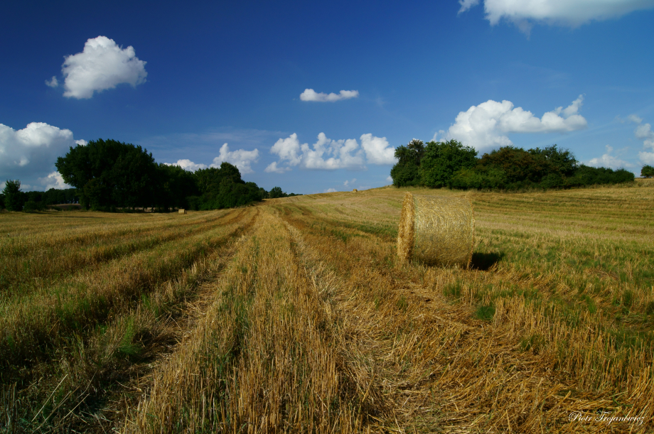 Sierpień